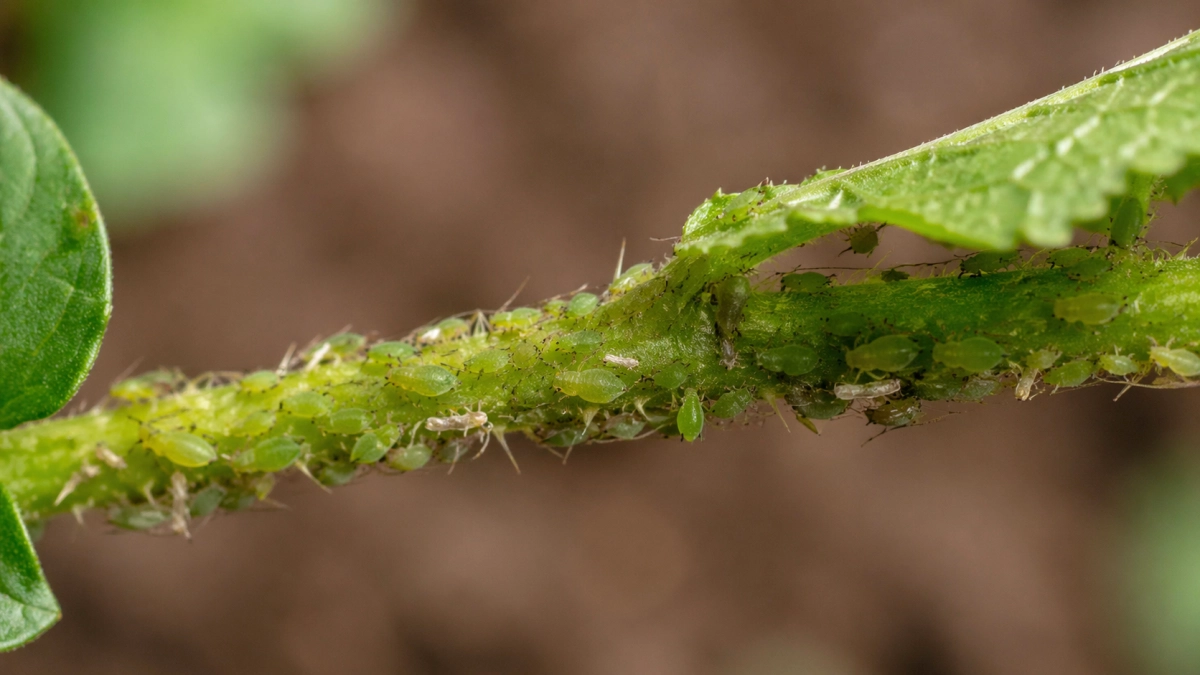 Забудьте про химию! Как я победил тлю за 3 дня, используя секрет Мичурина, о котором молчали даже в садоводческих форумах