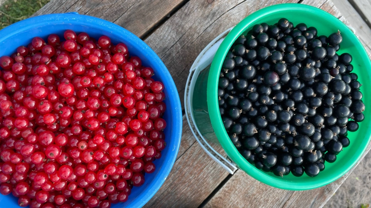 Как мы усложняем жизнь черной смородине - и что смородине нужно для большого урожая, крупных сладких ягод. 3 ленивых дела