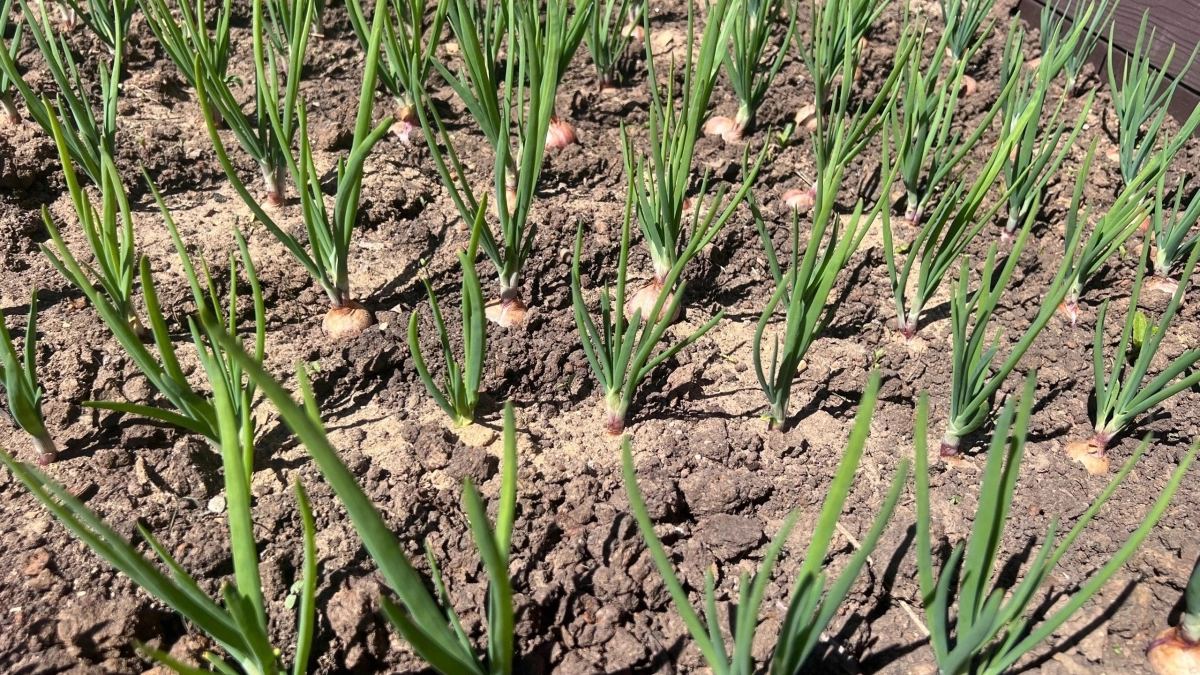 Когда сажать лук в 2026 году по лунному календарю: благоприятные дни, как правильно сажать разные сорта