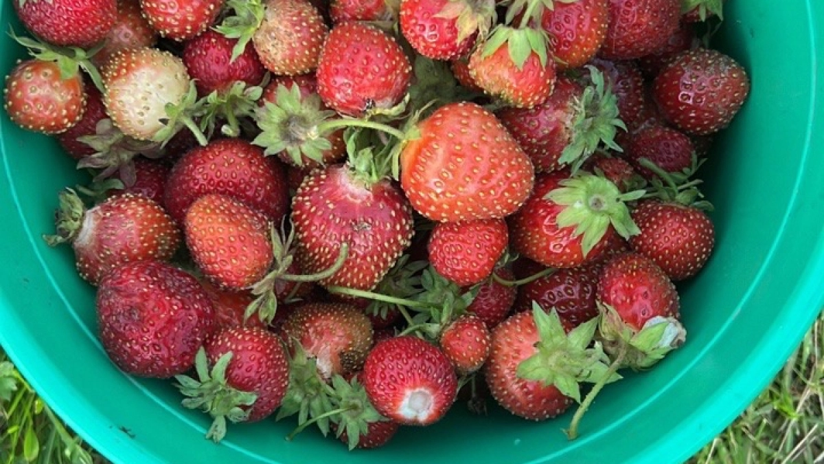 Чем подкармливать клубнику весной для хорошего урожая