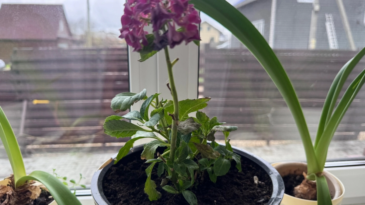 1 ложка в горшок — и даже чахлая герань вмиг зацветет: бутоны будут лезть без остановки круглый год