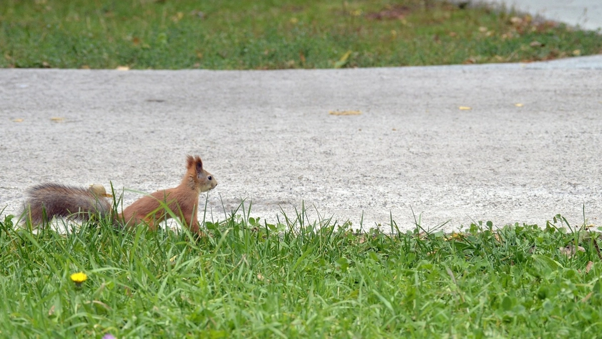 В трех муниципалитетах Воронежской области отменили карантин по бешенству животных