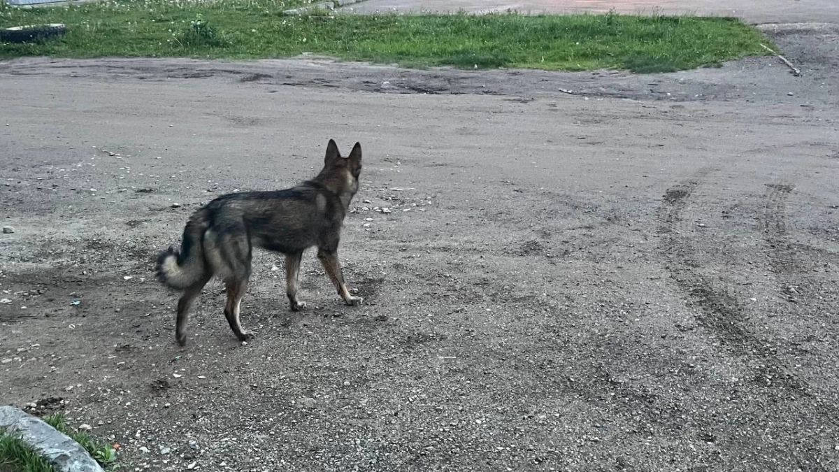В Воронежской области выбрали лучших кинологов полиции