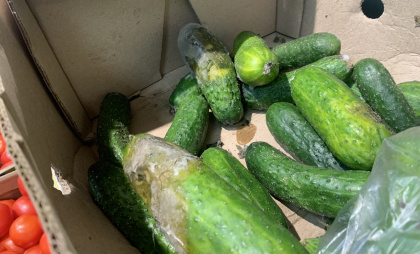 В Воронежской области цена на огурцы превысила 300 рублей за килограмм