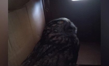 Воронежские волонтеры спасают ушастую сову с травмами после удара о стекло