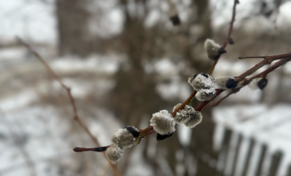 В Воронежскую область идет резкое потепление до +11 градусов во вторник