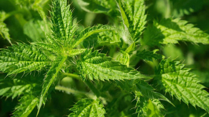 Итальянец схватился за сердце, увидев, какую траву я кошу за баней: почему наша крапива в Европе - «люкс из люксов», а у нас - реально враг